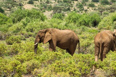 Tsavo Doğu 'daki filler ve Kenya' daki Tsavo Batı Ulusal Parkı