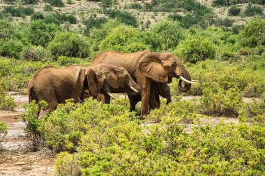 Tsavo Doğu 'daki filler ve Kenya' daki Tsavo Batı Ulusal Parkı