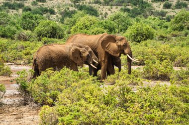 Tsavo Doğu 'daki filler ve Kenya' daki Tsavo Batı Ulusal Parkı