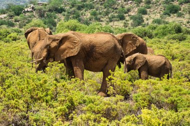 Tsavo Doğu 'daki filler ve Kenya' daki Tsavo Batı Ulusal Parkı