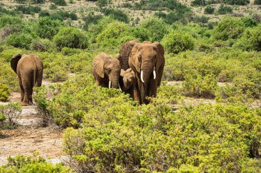 Tsavo Doğu 'daki filler ve Kenya' daki Tsavo Batı Ulusal Parkı