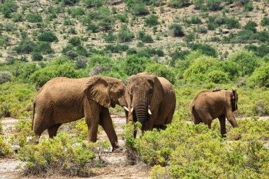 Tsavo Doğu 'daki filler ve Kenya' daki Tsavo Batı Ulusal Parkı