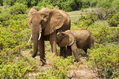 Tsavo Doğu 'daki filler ve Kenya' daki Tsavo Batı Ulusal Parkı