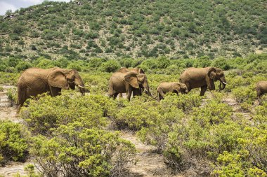 Tsavo Doğu 'daki filler ve Kenya' daki Tsavo Batı Ulusal Parkı