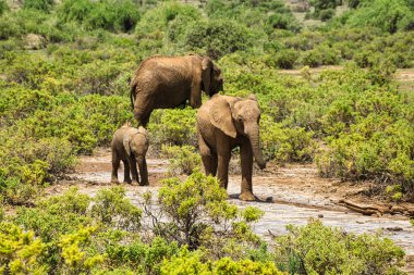 Tsavo Doğu 'daki filler ve Kenya' daki Tsavo Batı Ulusal Parkı