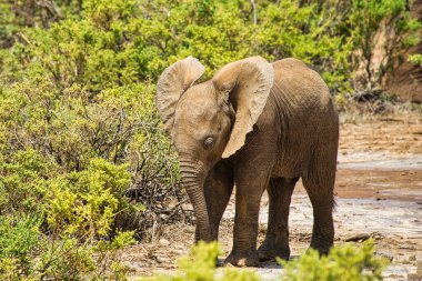 Tsavo Doğu 'daki filler ve Kenya' daki Tsavo Batı Ulusal Parkı