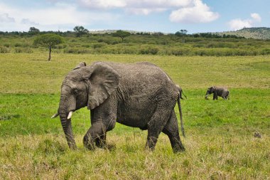 Tsavo Doğu 'daki filler ve Kenya' daki Tsavo Batı Ulusal Parkı