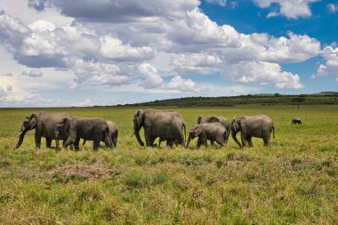 Tsavo Doğu 'daki filler ve Kenya' daki Tsavo Batı Ulusal Parkı