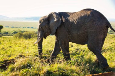 Tsavo Doğu 'daki filler ve Kenya' daki Tsavo Batı Ulusal Parkı