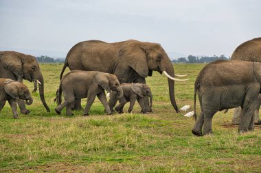 Tsavo Doğu 'daki filler ve Kenya' daki Tsavo Batı Ulusal Parkı