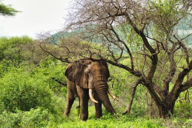 Tsavo Doğu 'daki filler ve Kenya' daki Tsavo Batı Ulusal Parkı