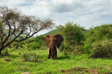 Tsavo Doğu 'daki filler ve Kenya' daki Tsavo Batı Ulusal Parkı