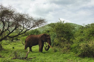 Tsavo Doğu 'daki filler ve Kenya' daki Tsavo Batı Ulusal Parkı