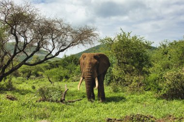 Tsavo Doğu 'daki filler ve Kenya' daki Tsavo Batı Ulusal Parkı