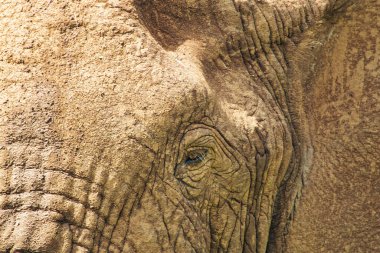 Tsavo Doğu 'daki filler ve Kenya' daki Tsavo Batı Ulusal Parkı