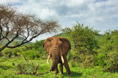 Tsavo Doğu 'daki filler ve Kenya' daki Tsavo Batı Ulusal Parkı