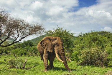 Tsavo Doğu 'daki filler ve Kenya' daki Tsavo Batı Ulusal Parkı