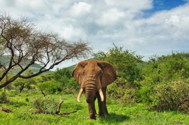 Tsavo Doğu 'daki filler ve Kenya' daki Tsavo Batı Ulusal Parkı