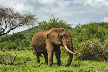 Tsavo Doğu 'daki filler ve Kenya' daki Tsavo Batı Ulusal Parkı