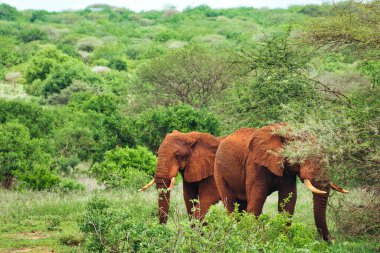 Tsavo Doğu 'daki filler ve Kenya' daki Tsavo Batı Ulusal Parkı