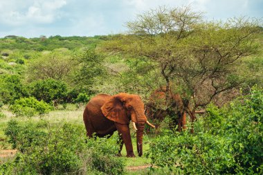 Tsavo Doğu 'daki filler ve Kenya' daki Tsavo Batı Ulusal Parkı