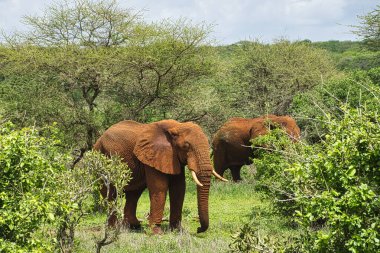 Tsavo Doğu 'daki filler ve Kenya' daki Tsavo Batı Ulusal Parkı