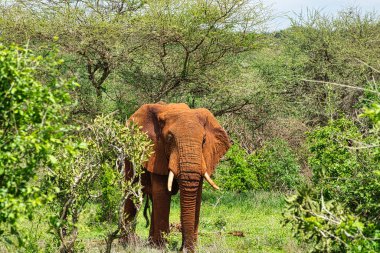 Tsavo Doğu 'daki filler ve Kenya' daki Tsavo Batı Ulusal Parkı