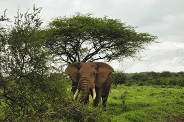 Tsavo Doğu 'daki filler ve Kenya' daki Tsavo Batı Ulusal Parkı