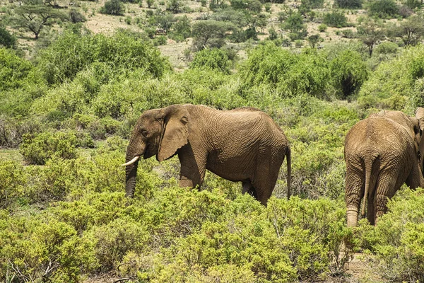 Tsavo Doğu 'daki filler ve Kenya' daki Tsavo Batı Ulusal Parkı