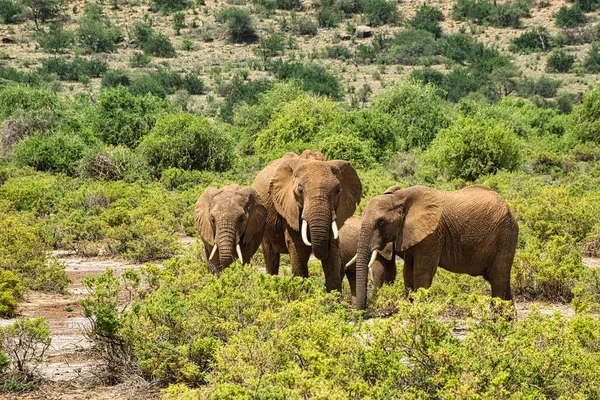 Elefantes Tsavo East Parque Nacional Tsavo West Kenia — Foto de Stock