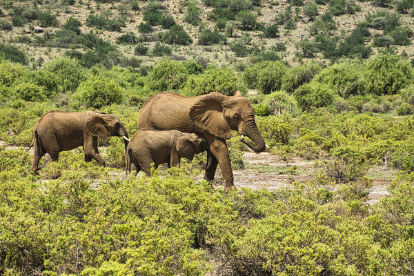 Elephants in the Tsavo East and Tsavo West National Park in Kenya