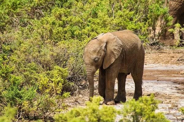 Elefanter Tsavo East Och Tsavo West National Park Kenya — Stockfoto