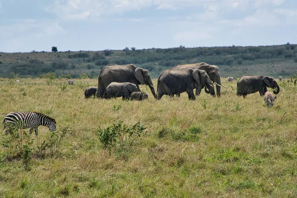 Elefanter Tsavo East Tsavo West National Park Kenya - Stock-foto