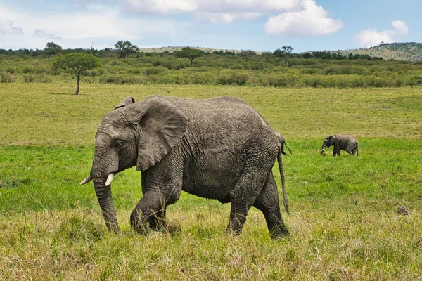 Elefantes Tsavo East Parque Nacional Tsavo West Kenia — Foto de Stock