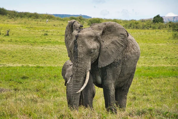 Elefantes Tsavo East Tsavo West National Park Quênia — Fotografia de Stock