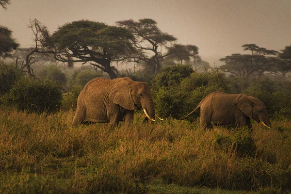 Słonie Tsavo East Tsavo West National Park Kenii — Zdjęcie stockowe