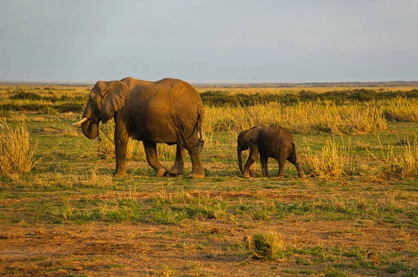 Elefanter Tsavo East Och Tsavo West National Park Kenya — Stockfoto