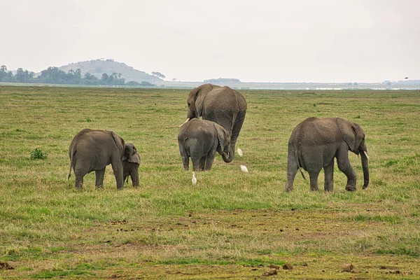 Olifanten Het Tsavo East Tsavo West National Park Kenia — Stockfoto