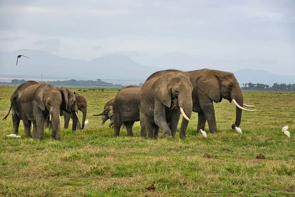 Sloni Tsavo East Tsavo West National Park Keni — Stock fotografie
