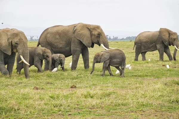 Sloni Tsavo East Tsavo West National Park Keni — Stock fotografie