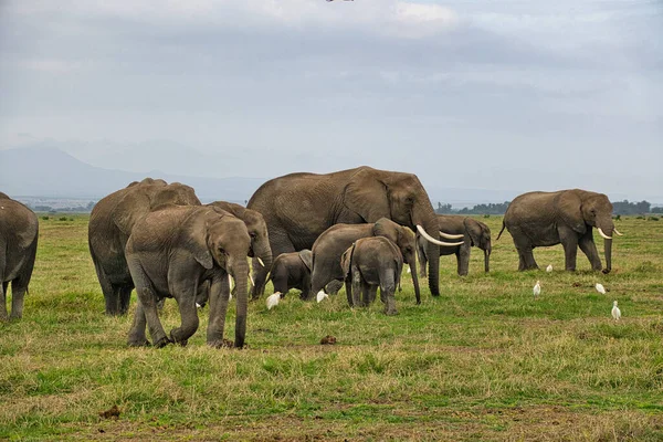 Elefantes Tsavo East Parque Nacional Tsavo West Kenia — Foto de Stock