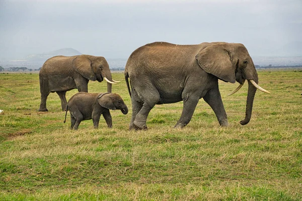 Słonie Tsavo East Tsavo West National Park Kenii — Zdjęcie stockowe