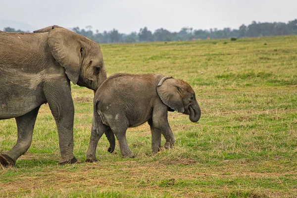 Elefanter Tsavo East Och Tsavo West National Park Kenya — Stockfoto