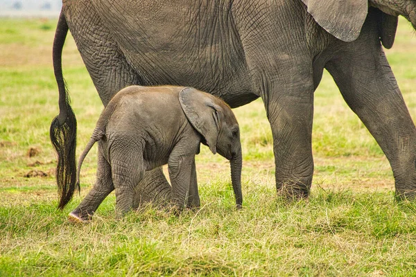 Słonie Tsavo East Tsavo West National Park Kenii — Zdjęcie stockowe