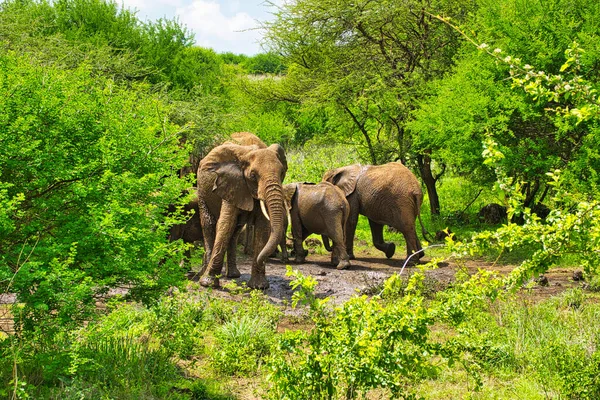 Elefantes Tsavo East Tsavo West National Park Quênia — Fotografia de Stock