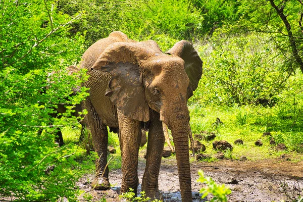 Elefantes Tsavo East Tsavo West National Park Quênia — Fotografia de Stock