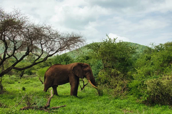 Elefantes Tsavo East Tsavo West National Park Quênia — Fotografia de Stock