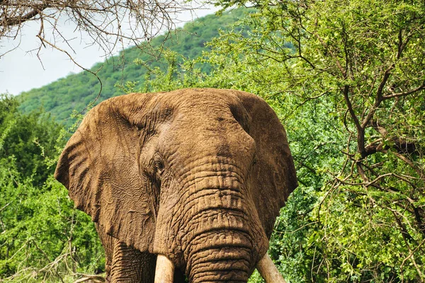 Elefanter Tsavo East Och Tsavo West National Park Kenya — Stockfoto