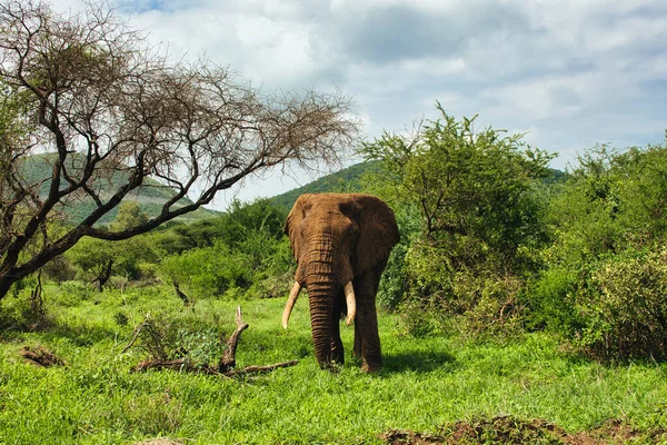 Elefantes Tsavo East Tsavo West National Park Quênia — Fotografia de Stock