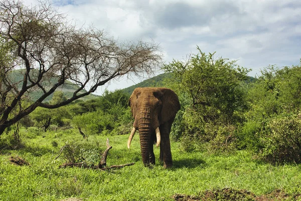 Tsavo Doğu 'daki filler ve Kenya' daki Tsavo Batı Ulusal Parkı